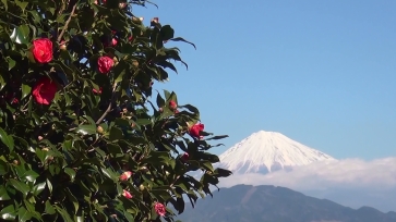 赤い花と富士山が写った写真