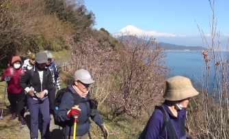 富士山を望みながら、ウオーキングを楽しむ参加者