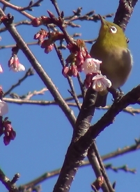 薄寒桜の木に留まる鳥のメジロ