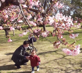 桜の木の下で戯れる父と赤ちゃん
