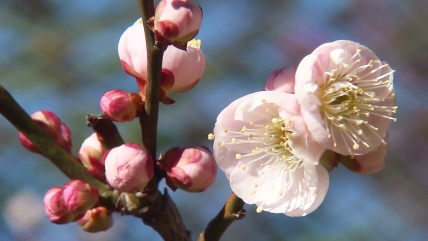 アップで撮影した桜の花。開き始めた花弁とつぼみが見える。