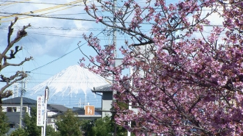 鮮やかな濃いピンクの花を咲かせた河津桜と富士山