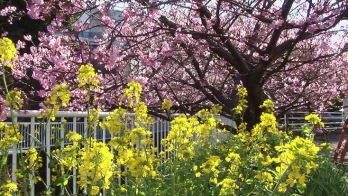 黄色い花と河津桜。黄色とピンクのコントラストが鮮やか