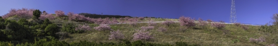 斜面に植えられた多くの桜がきれいに咲いている。