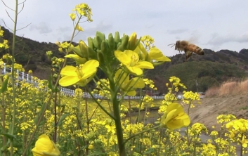 菜の花の蜜を求めて飛ぶ蜂