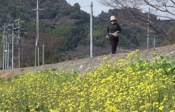 土手に咲いた菜の花を見ながら、人が歩いている。