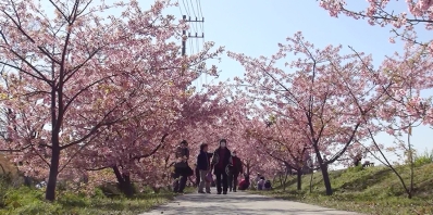 桜のトンネルの中を歩く人びと