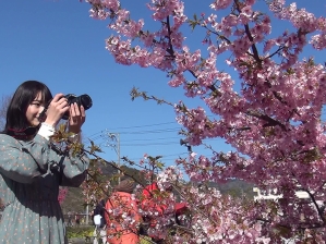 桜を撮影する女性