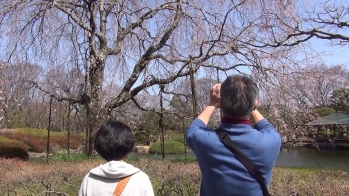 男女がしだれ桜を撮影している