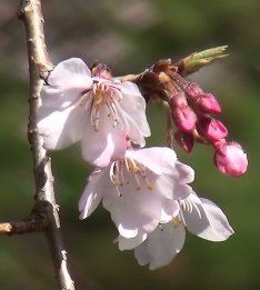 桜の蕾ときれいに咲いた桜
