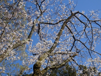 画面いっぱいに桜が咲き誇っている