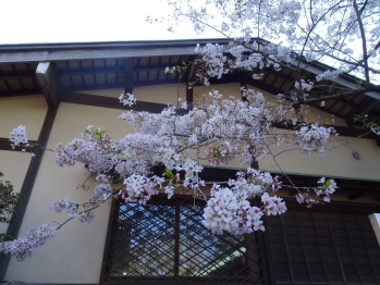 桜の木に多くの花びらがついている