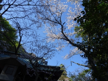 天高く桜の木が伸び、桜を咲かせている