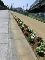 清水港線跡地自転車歩行者道の植栽帯を樹木から彩りのある花に植え替えました