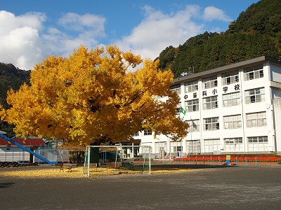 中藁科小学校のイチョウ