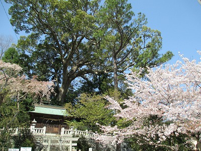 但沼神社のクス